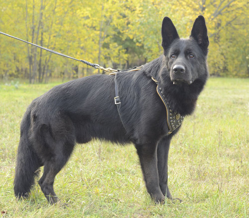 German Shepherd Harness