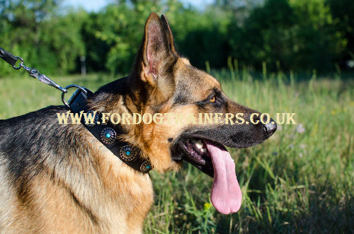 Beautiful German Shepherd Collars UK