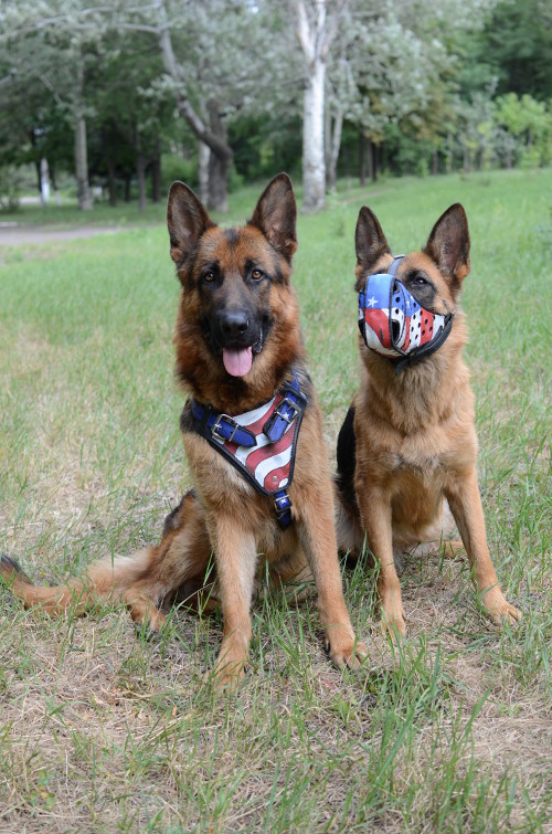 German Shepherd harness