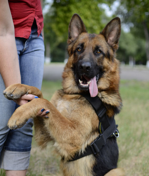 German Shepherd Harness Size