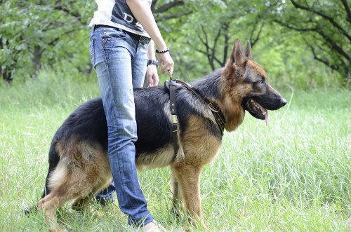 German Shepherd training equipment