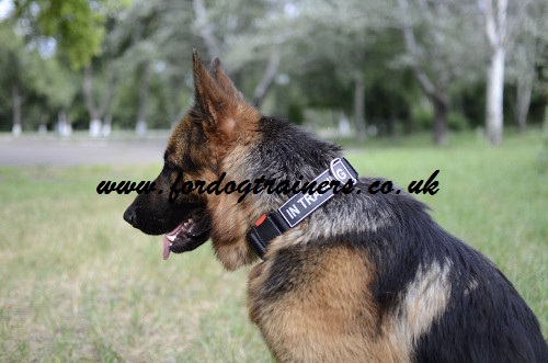 The Best German Shepherd Training Collar