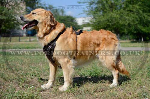 Golden Retriever Dog Training Harness