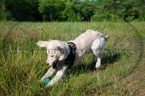 Golden Retriever dog harness