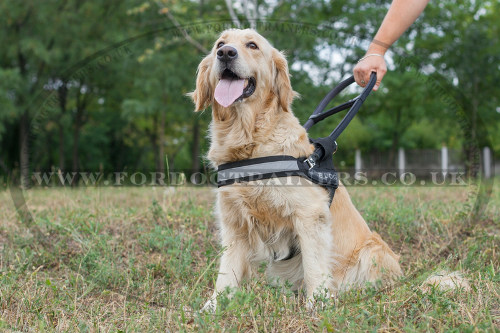 Guide Dog Harness for Golden Retriever