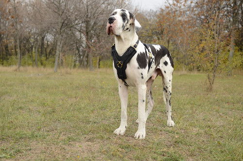 Great Dane Harness