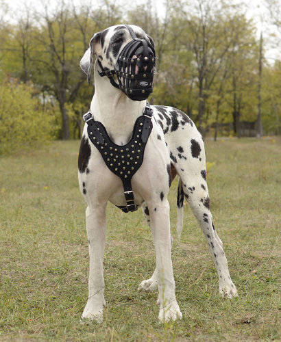 Leather Harness with Studs for Large Dog Breeds
