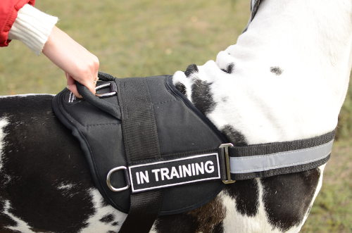 Great Dane harness