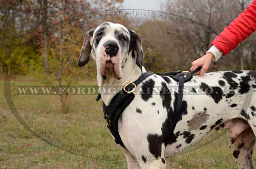 Extra Large Leather Dog Harness UK
