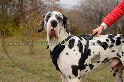 Extra Large Leather Dog Harness UK