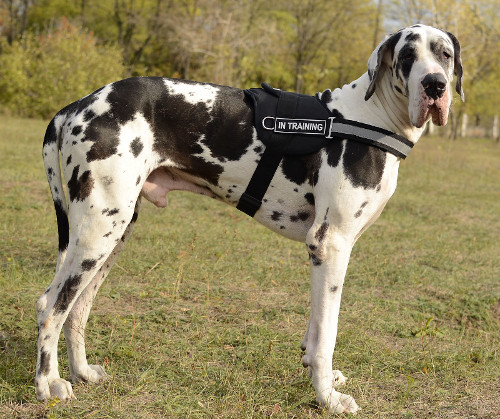 Great Dane harness