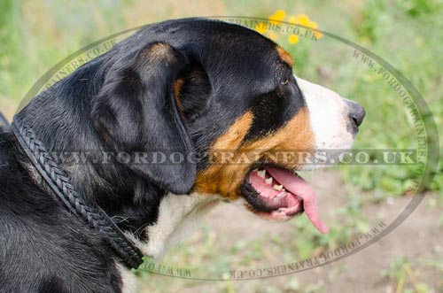 Great Swiss Mountain Dog Collars