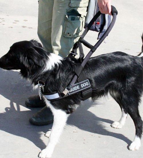 Border Collie Dog Harness for Assistance Dogs