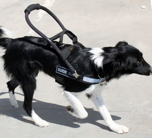 Mobility Assistance Dogs Uk Mobility Assistance Dogs Uk