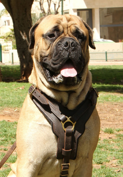 soft leather dog harness uk