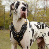 Nappa padded luxury dog harness