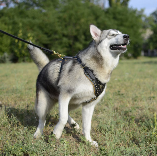 Soft Padded Dog Harness