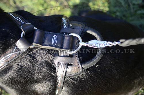 Labrador harness with handle