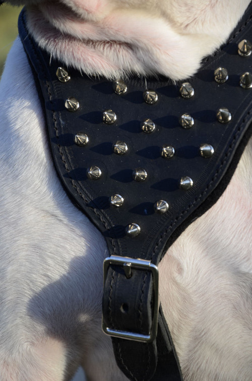 American Bulldog leather harness with spikes