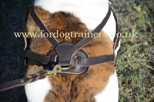 American Bulldog harness