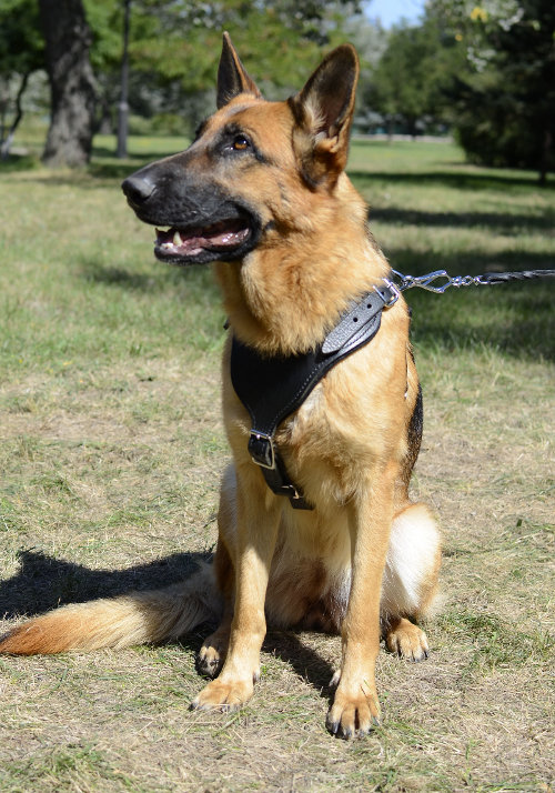 Best Dog Harness for German Shepherd [H81052 Leather Harness] £48.
