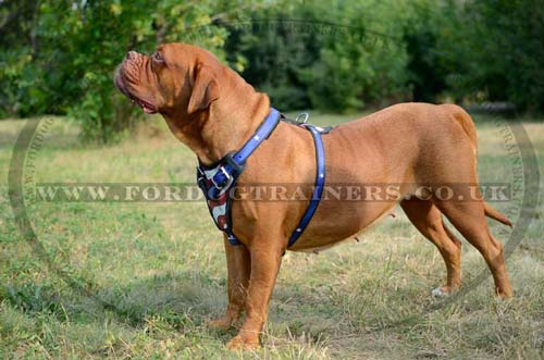 Dogue de Bordeaux dog leather harness