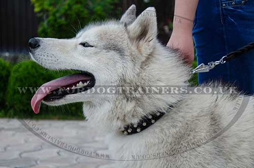 Husky collar