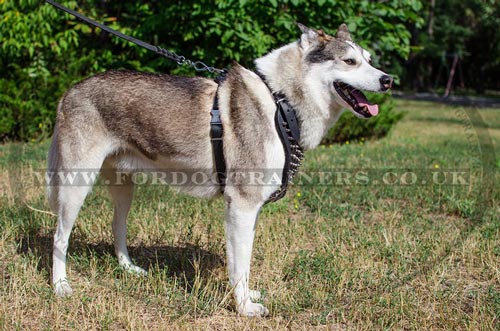 Husky harness UK