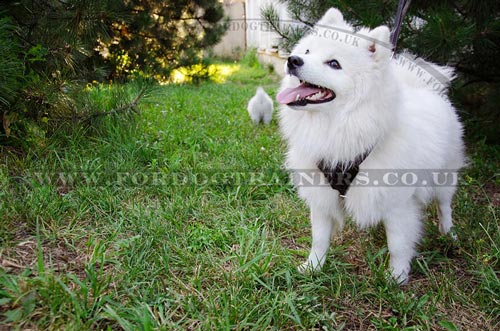Small Dog Harnesses for Small Dogs Like Japanese Spitz