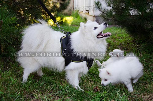 Small Dog Harness for Japanese Spitz for Sale UK