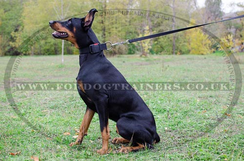 K9 Dogs Collar for Doberman Training