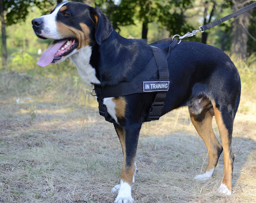 Non Pull Dog Harness K9