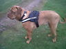 dogue de bordeaux harness uk