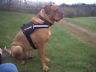 dogue de bordeaux harness