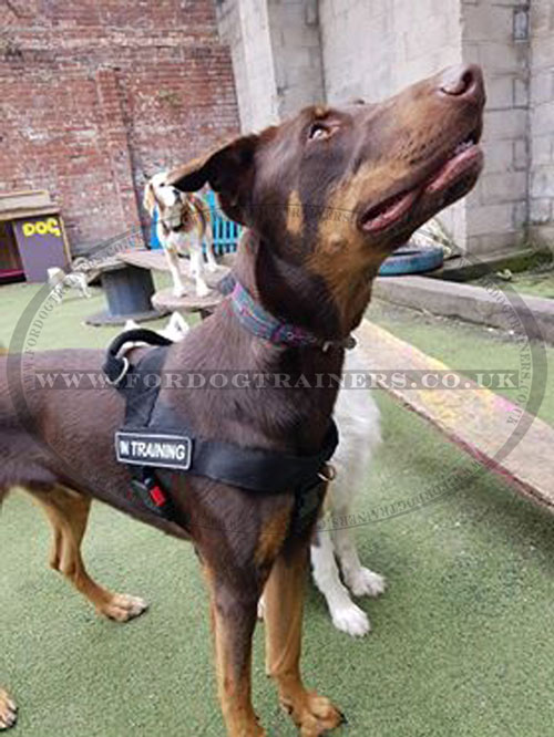 Doberman Dog Training Harness UK