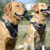 Agitation Dog Leather Harness