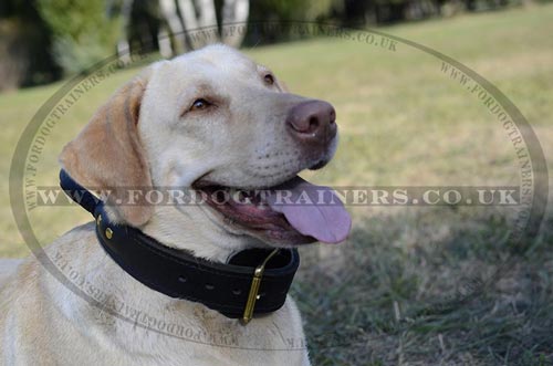 Labrador collar UK