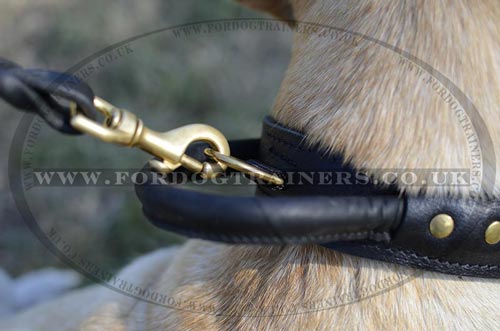Labrador collar UK