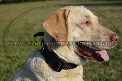 Labrador Collar with Handle