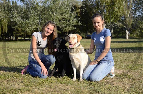 Braided Dog Collars for Labradors