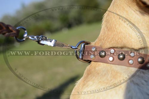 Labrador Walking Dog Collar