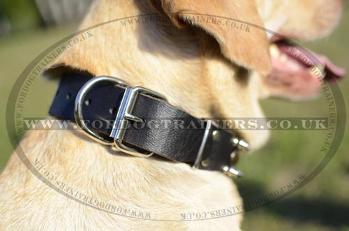Labrador collars
