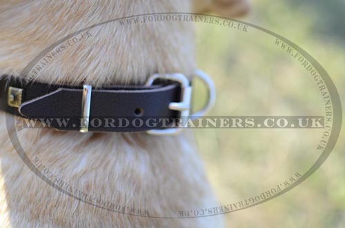 Labrador Collars UK