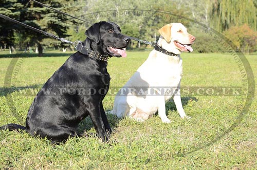 Labrador collars