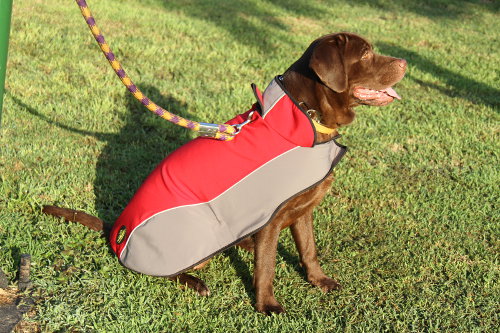 Labrador Dog Jacket