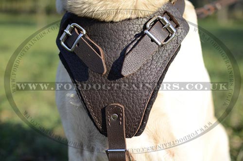 Labrador harness UK