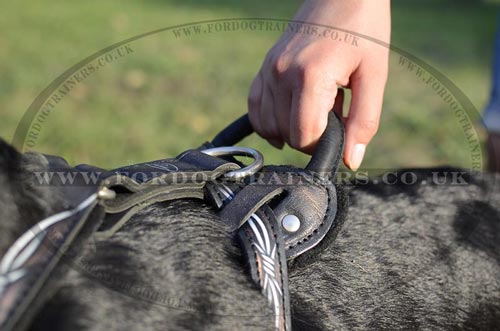 designer dog harness for Labrador Retriever