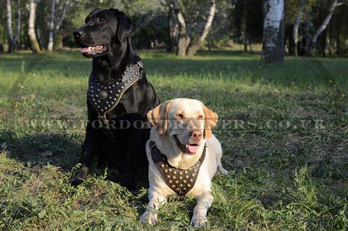 Royal Dog Harnesses for Labradors