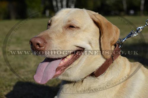 Labrador Walking Hand Made Collars