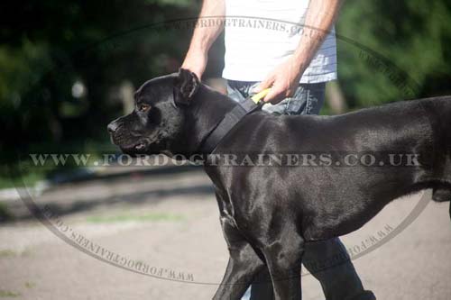 Nylon dog collar for Cane Corso Mastiff